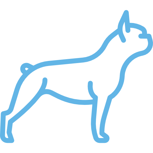 Dog Chiropractic 3 bulldogs