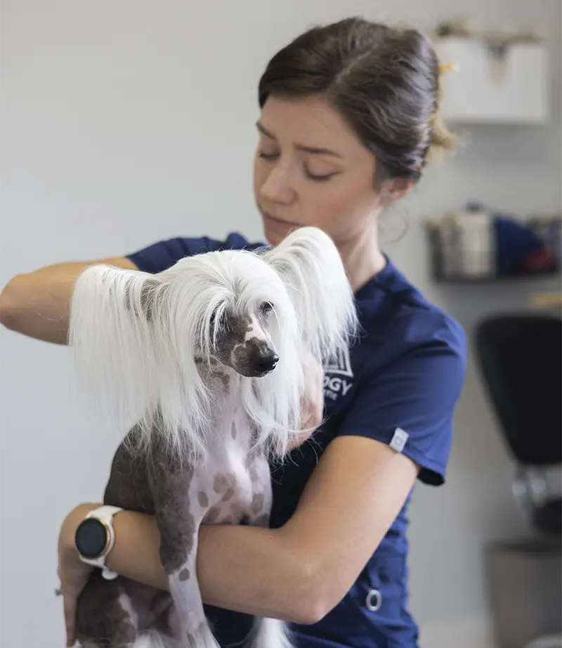 dog-chiropractic-banner-c dog chiropractic banner c