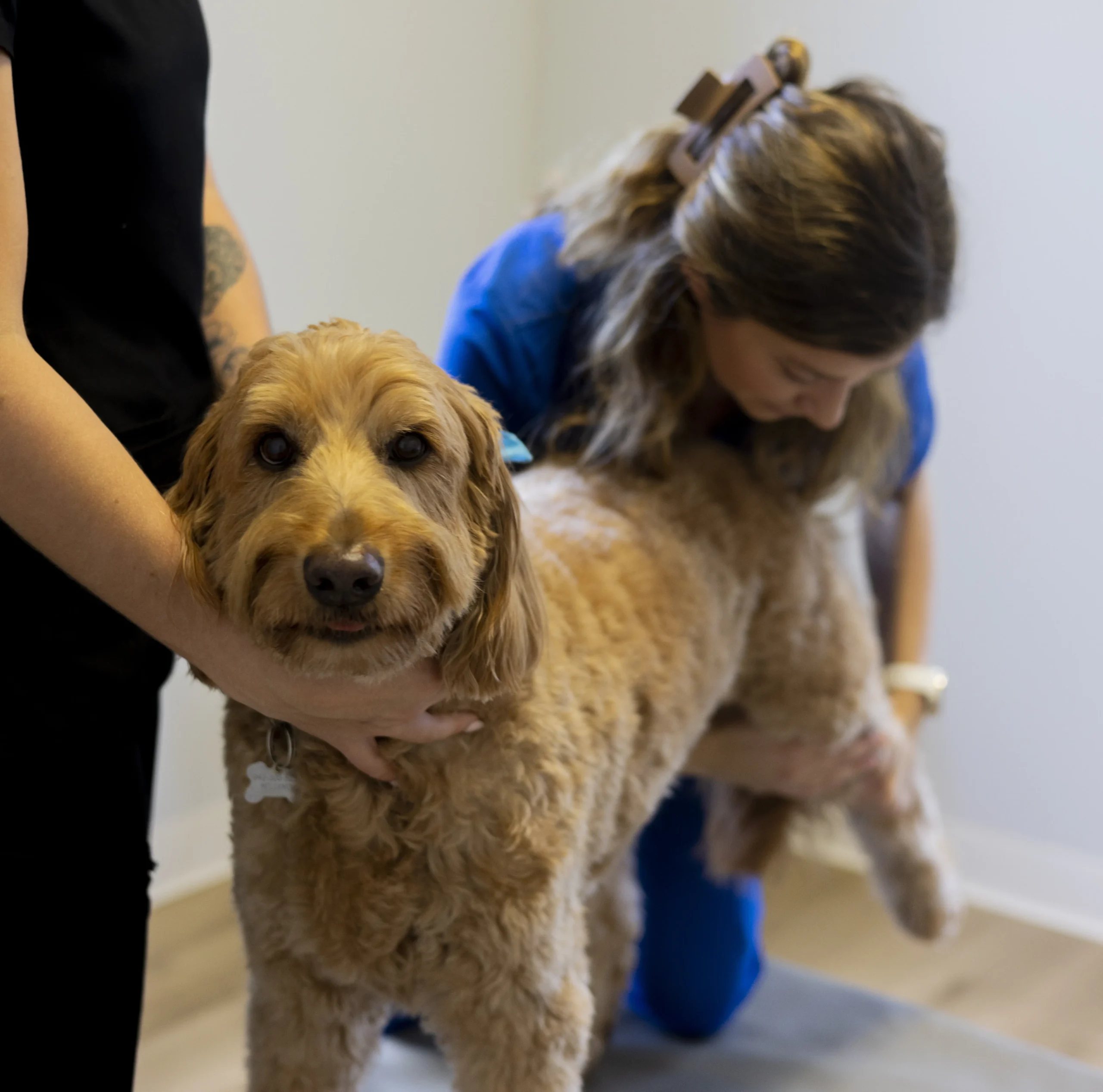 dogs-services-a pet chiropractor