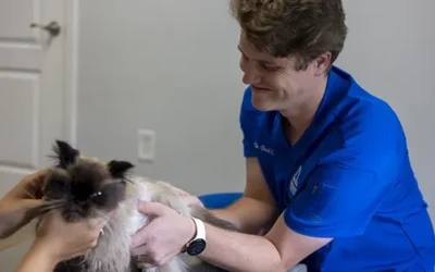 Effective Cat Pain Relief Solutions for a Happier, Healthier Pet