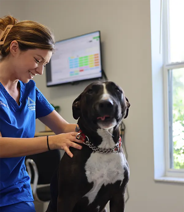 dog-chiropractic-banner-f dog chiropractic banner f