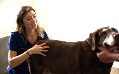 Understanding Dog Limping: How Chiropractic Care Can Help Your Canine Companion Thrive