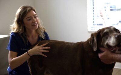 Why Won’t My Dog Go Up the Stairs All of a Sudden?