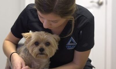 Behavioral Issues in Dogs: Chiropractic Approaches