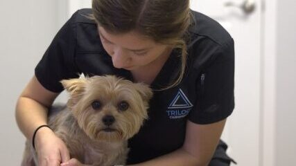 doctor holding a small dog