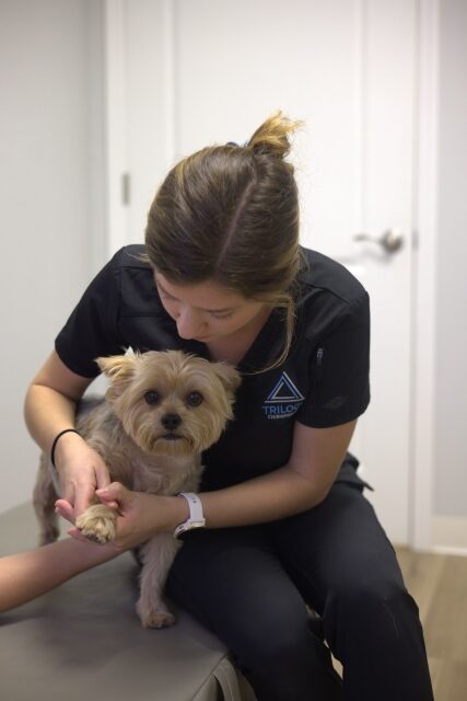 doctor holding a small dog