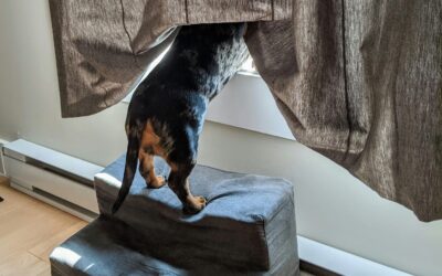 How Dog Stairs Can Protect Your Pet’s Spine: A Chiropractor’s Guide